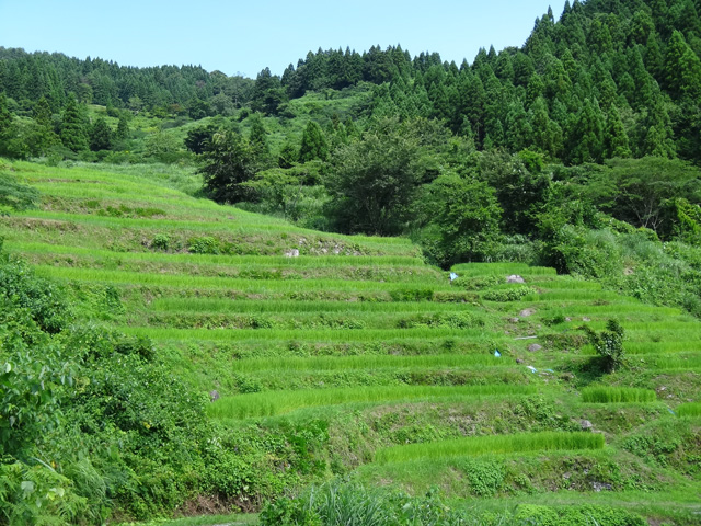 熊波の棚田　兵庫県但馬　美方郡香美町村岡区熊波　棚田米コシヒカリ　株式会社日食