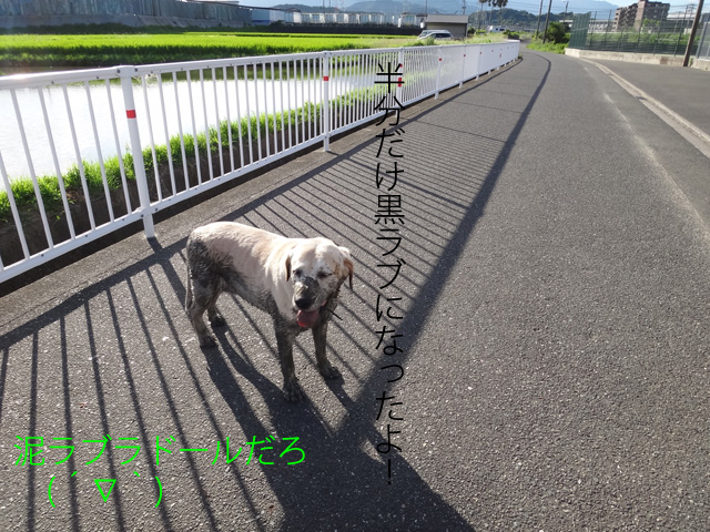 株式会社日食　愛犬ナナ　ゴールデン　ラブラドール　レトリバー　散歩