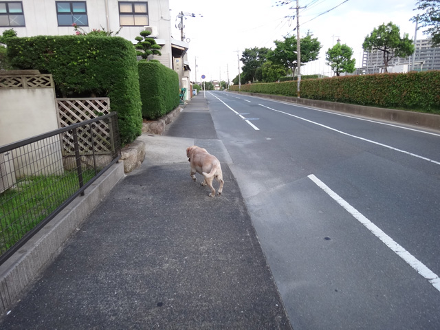 株式会社日食　愛犬ナナ　ゴールデン　ラブラドール　レトリバー　散歩