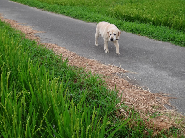 株式会社日食　愛犬ナナ　ゴールデン　ラブラドール　レトリバー　散歩