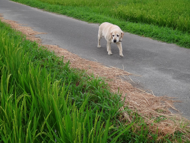 株式会社日食　愛犬ナナ　ゴールデン　ラブラドール　レトリバー　散歩