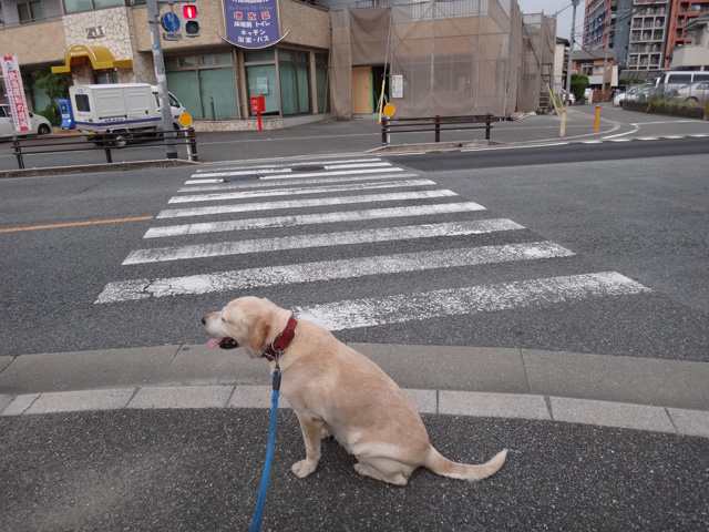 株式会社日食　愛犬ナナ　ゴールデン　ラブラドール　レトリバー　散歩