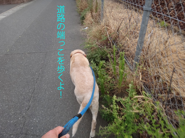 株式会社日食　愛犬ナナ　ゴールデン　ラブラドール　レトリバー　散歩