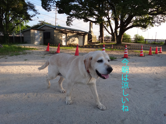 株式会社日食　愛犬ナナ　ゴールデン　ラブラドール　レトリバー　散歩