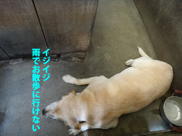 株式会社日食　愛犬ナナ　ゴールデン　ラブラドール　レトリバー　イジける