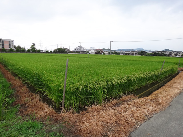 畦に除草剤を散布　夢つくしの田んぼ　福岡県糟屋郡粕屋町大字江辻　株式会社日食