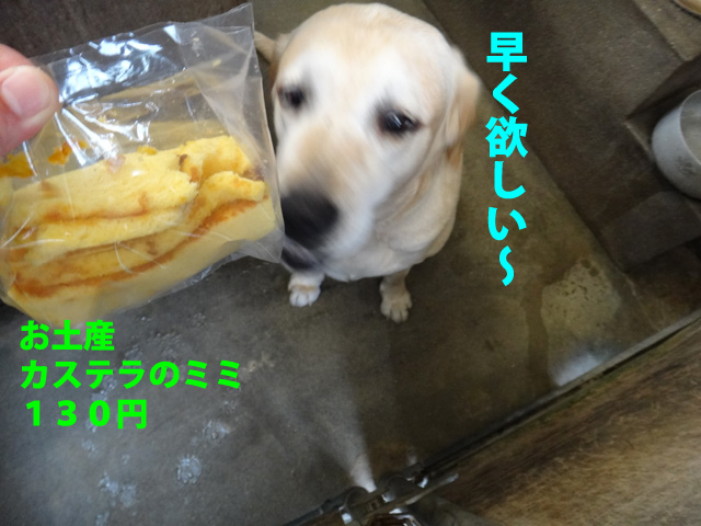 株式会社日食　愛犬ナナ　ゴールデン　ラブラドール　レトリバー　お土産
