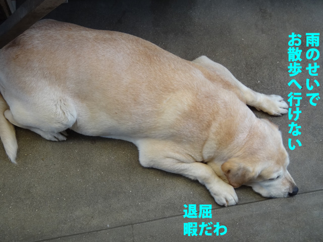 株式会社日食　愛犬ナナ　ゴールデン　ラブラドール　レトリバー