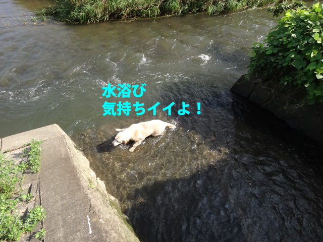株式会社日食　愛犬ナナ　ゴールデン　ラブラドール　レトリバー　散歩　川遊び
