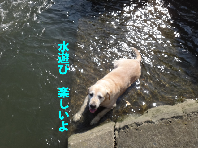 株式会社日食　愛犬ナナ　ゴールデン　ラブラドール　レトリバー　散歩　川遊び