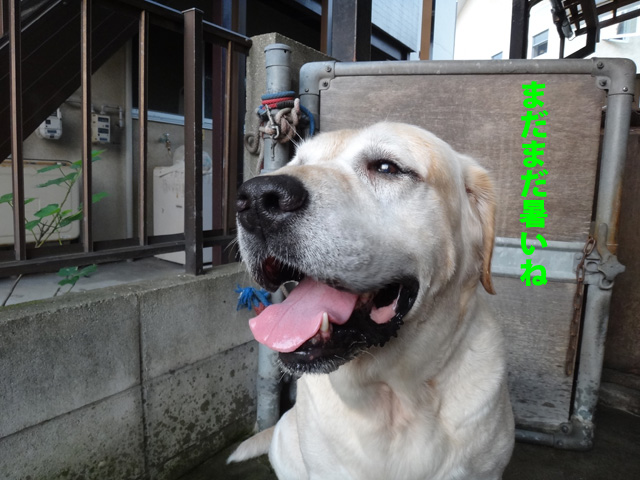 株式会社日食　愛犬ナナ　ゴールデン　ラブラドール　レトリバー　散歩