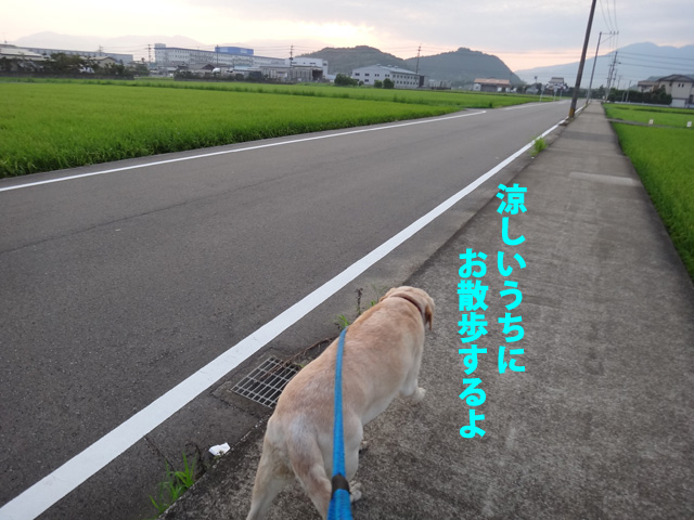 株式会社日食　愛犬ナナ　ゴールデン　ラブラドール　レトリバー　お散歩
