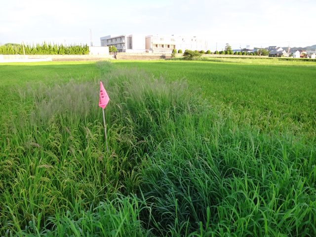 株式会社日食　福岡県糟屋郡粕屋町大字江辻　ＪＡ粕屋　夢つくし　減農薬　減化学肥料