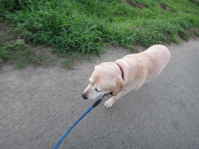 愛犬ナナ　ゴールデン　ラブラドール　レトリバー　散歩