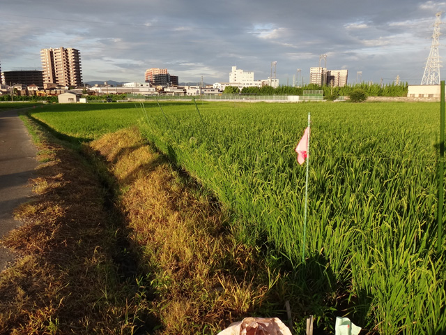 元気つくし　ＪＡ粕屋　減農薬　減化学肥料　畦に除草剤　福岡県糟屋郡粕屋町大字江辻　株式会社日食
