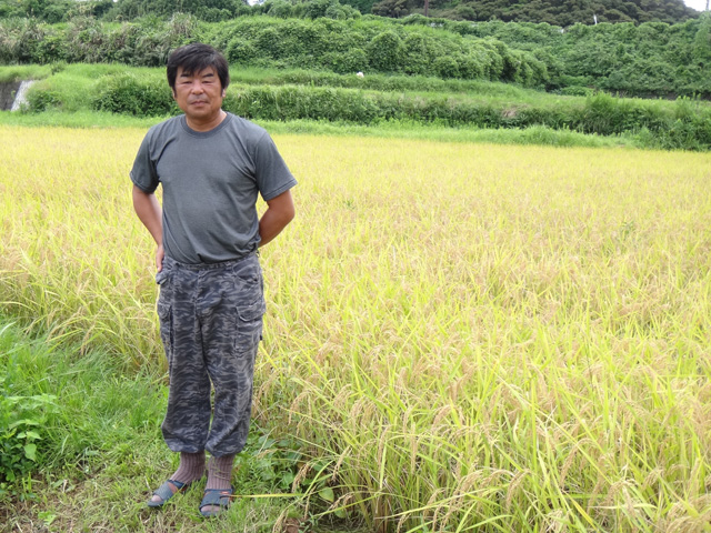 株式会社日食　農薬不使用のお米　２４年産　新米　棚田米コシヒカリ　古川雅敏　佐賀県唐津市鎮西町名護屋