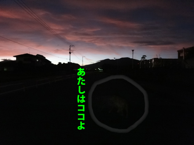 株式会社日食　愛犬ナナ　ゴールデン　ラブラドール　レトリバー　お散歩