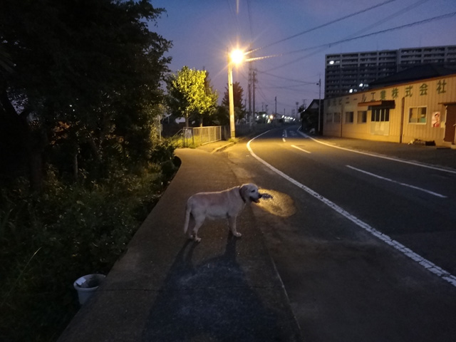 株式会社日食　愛犬ナナ　ゴールデン　ラブラドール　レトリバー　お散歩