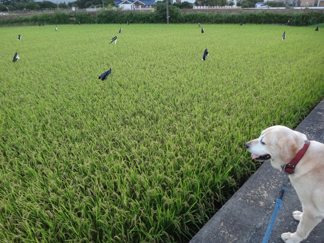 株式会社日食　愛犬ナナ　ゴールデン　ラブラドール　レトリバー　お散歩