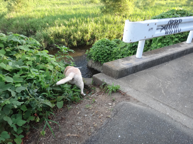 株式会社日食　愛犬ナナ　ゴールデン　ラブラドール　レトリバー　お散歩　川遊び