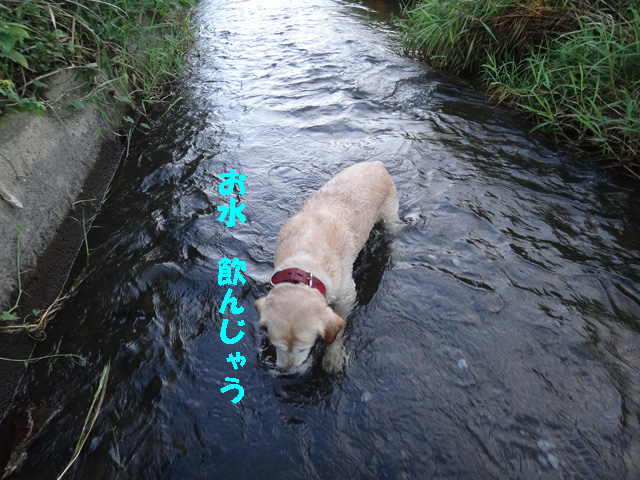 株式会社日食　愛犬ナナ　ゴールデン　ラブラドール　レトリバー　お散歩　川遊び