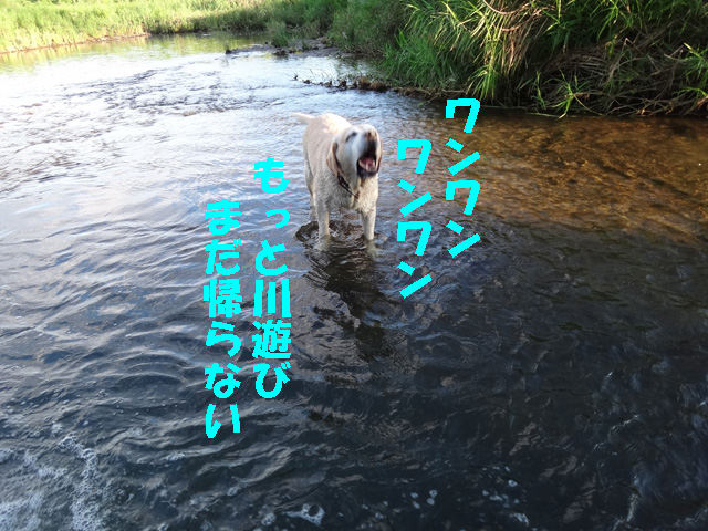株式会社日食　愛犬ナナ　ゴールデン　ラブラドール　レトリバー　お散歩　川遊び