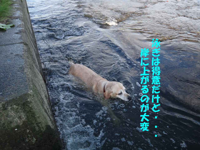 株式会社日食　愛犬ナナ　ゴールデン　ラブラドール　レトリバー　お散歩　川遊び