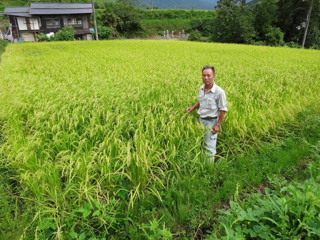 株式会社日食　池口重雄さん　【但馬　村岡米　極】　棚田米コシヒカリ　兵庫県但馬　　美方郡香美町村岡区村岡