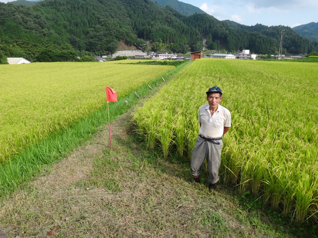 株式会社日食　山根弘さん　【但馬　村岡米　極】　棚田米コシヒカリ　兵庫県但馬　　美方郡香美町村岡区黒田