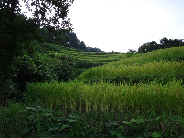 株式会社日食　【熊波の棚田】　兵庫県但馬　美方郡香美町村岡区熊波　