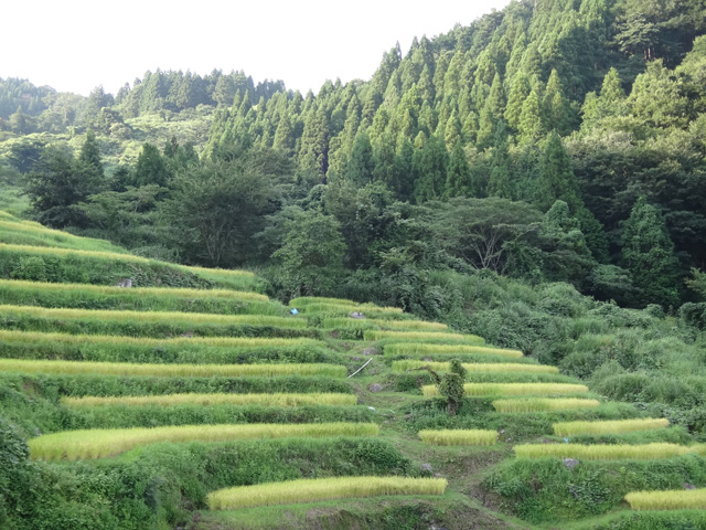 株式会社日食　【熊波の棚田】　兵庫県但馬　美方郡香美町村岡区熊波　