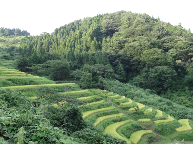 株式会社日食　【熊波の棚田】　兵庫県但馬　美方郡香美町村岡区熊波　