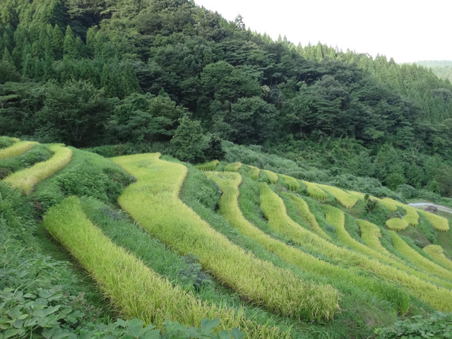 株式会社日食　【熊波の棚田】　兵庫県但馬　美方郡香美町村岡区熊波　