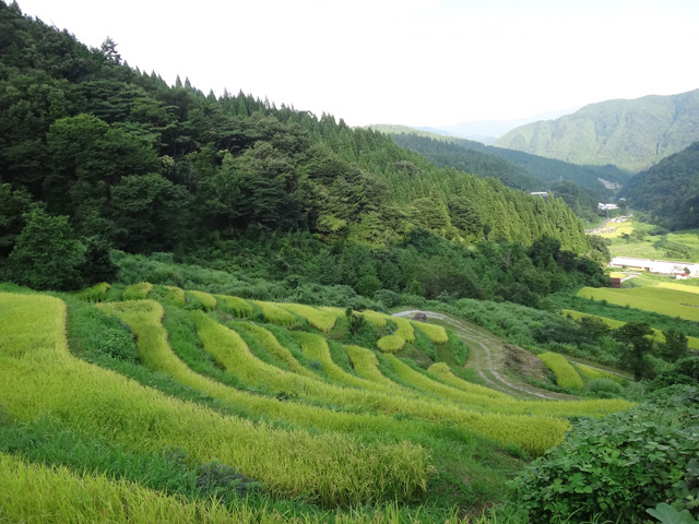 株式会社日食　【熊波の棚田】　兵庫県但馬　美方郡香美町村岡区熊波　