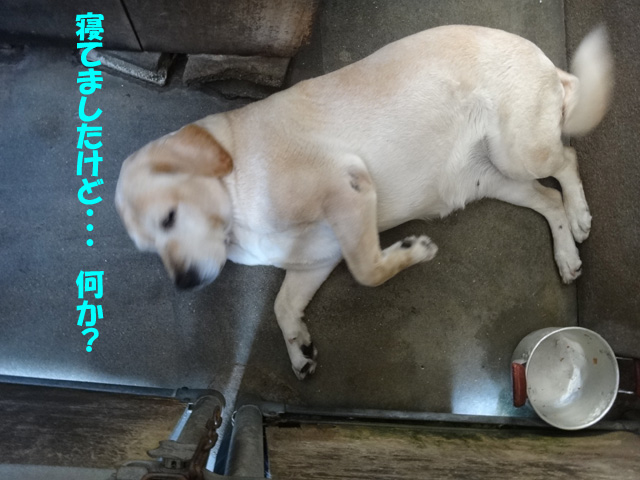 株式会社日食　愛犬ナナ　ゴールデン　ラブラドール　レトリバー　お留守番