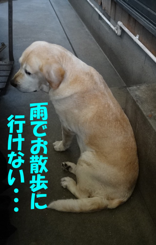 株式会社日食　愛犬ナナ　ゴールデン　ラブラドール　レトリバー　