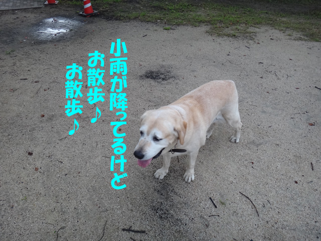 株式会社日食　愛犬ナナ　ゴールデン　ラブラドール　レトリバー　お散歩