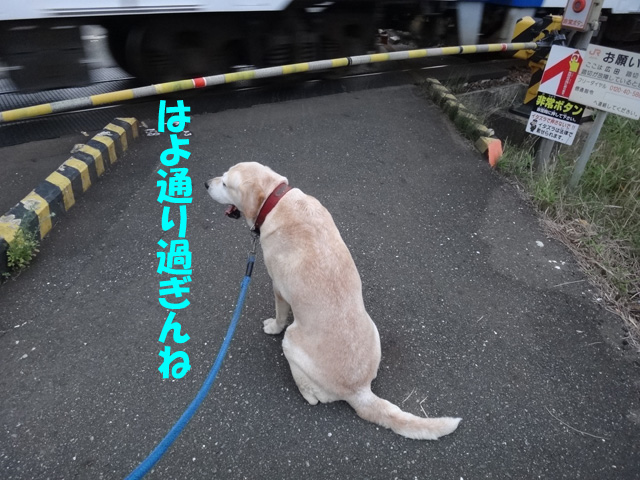 株式会社日食　愛犬ナナ　ゴールデン　ラブラドール　レトリバー　お散歩