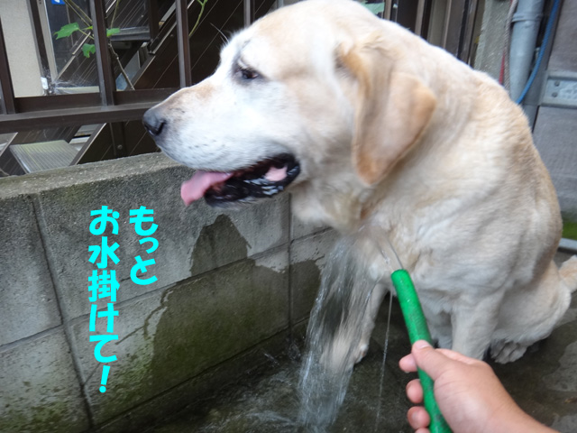 株式会社日食　愛犬ナナ　ゴールデン　ラブラドール　レトリバー　水浴び
