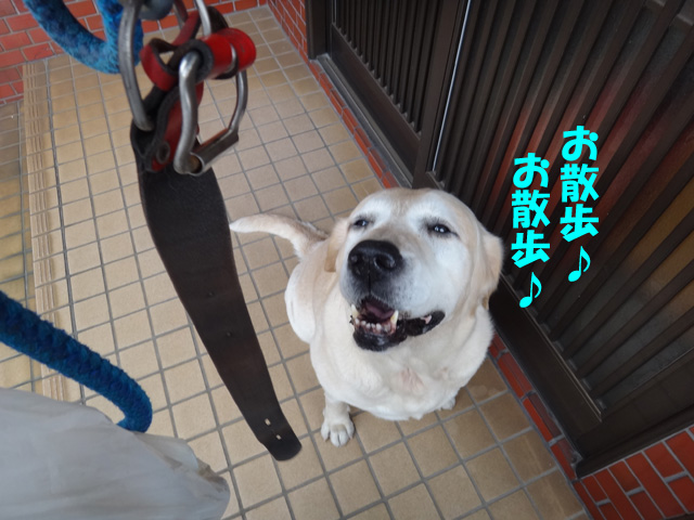 株式会社日食　愛犬ナナ　ゴールデン　ラブラドール　レトリバー　お散歩　福岡県糟屋郡粕屋町　駕与丁公園（かよいちょうこうえん）