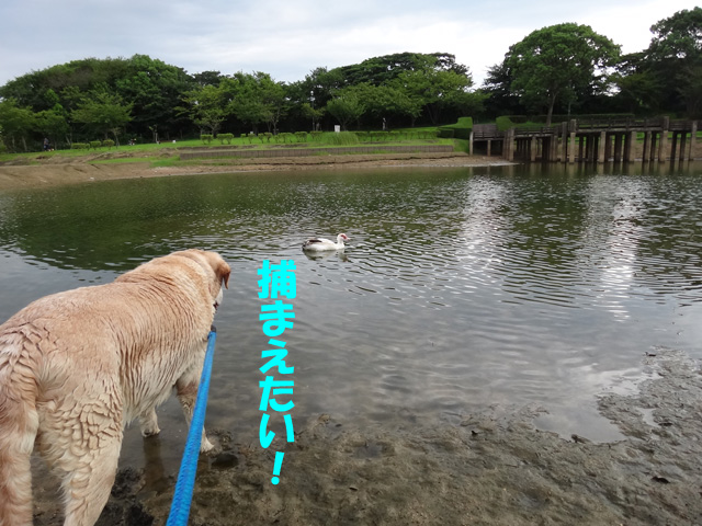 株式会社日食　愛犬ナナ　ゴールデン　ラブラドール　レトリバー　お散歩　福岡県糟屋郡粕屋町　駕与丁公園（かよいちょうこうえん）