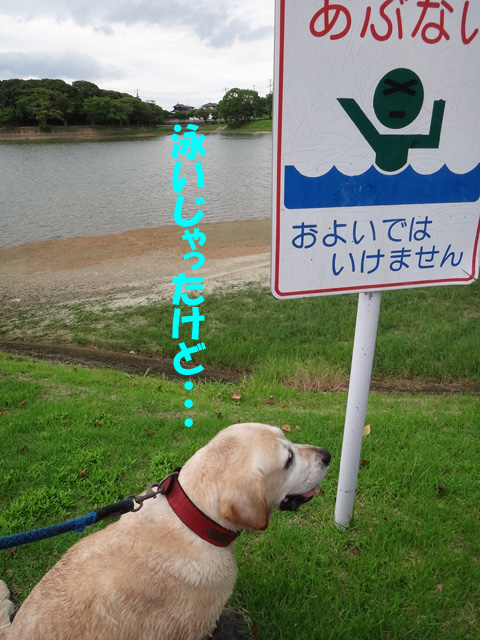 株式会社日食　愛犬ナナ　ゴールデン　ラブラドール　レトリバー　お散歩　福岡県糟屋郡粕屋町　駕与丁公園（かよいちょうこうえん）