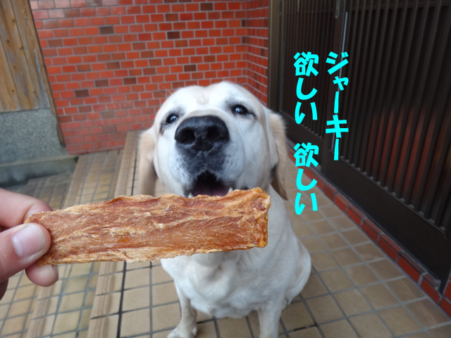 株式会社日食　愛犬ナナ　ゴールデン　ラブラドール　レトリバー　お散歩　ご褒美　ジャーキー