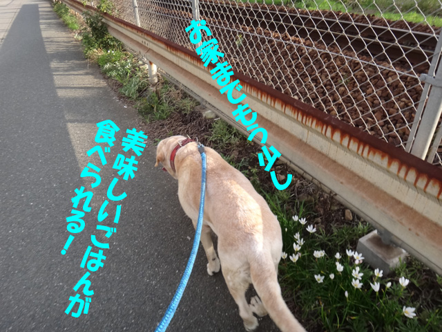 株式会社日食　愛犬ナナ　ゴールデン　ラブラドール　レトリバー　お散歩