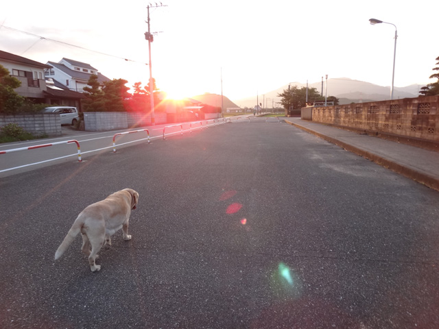 株式会社日食　愛犬ナナ　ゴールデン　ラブラドール　レトリバー　お散歩　朝陽