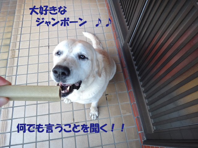 株式会社日食　愛犬ナナ　ゴールデン　ラブラドール　レトリバー　お散歩　ご褒美　ぺティグリー　ジャンボーン