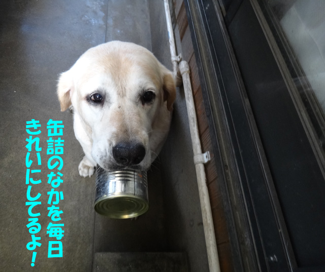 株式会社日食　愛犬ナナ　ゴールデン　ラブラドール　レトリバー　お散歩　缶詰