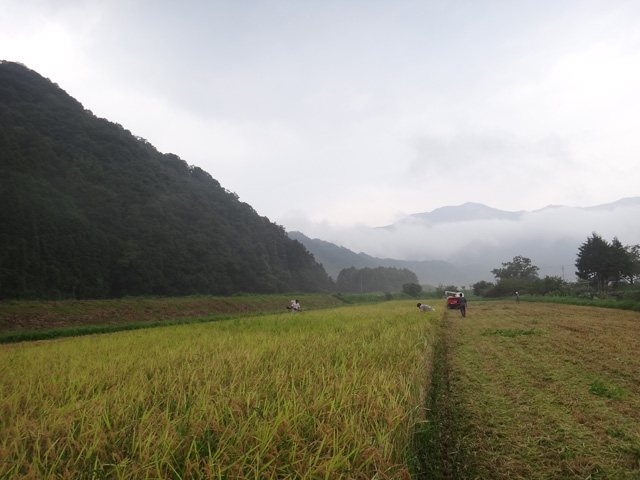 株式会社日食　島根県鹿足郡吉賀町注連川　注連川の糧　土井義則会長　コシヒカリ圃場　稲刈り