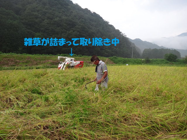 株式会社日食　島根県鹿足郡吉賀町注連川　注連川の糧　土井義則会長　コシヒカリ圃場　稲刈り