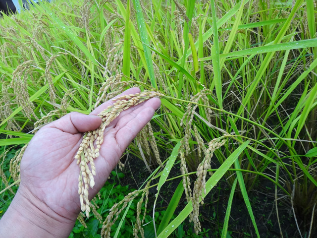 株式会社日食　島根県鹿足郡吉賀町注連川　無施肥無農薬栽培　コシヒカリ